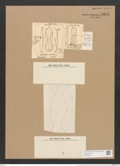 Amphora arenaria Donk. (de-Toni-Nr.: Genus 36, Species 1657) Zeichnungen Sammlung Grunow Nr. 3171 (NHMW-BOT-W0370611)